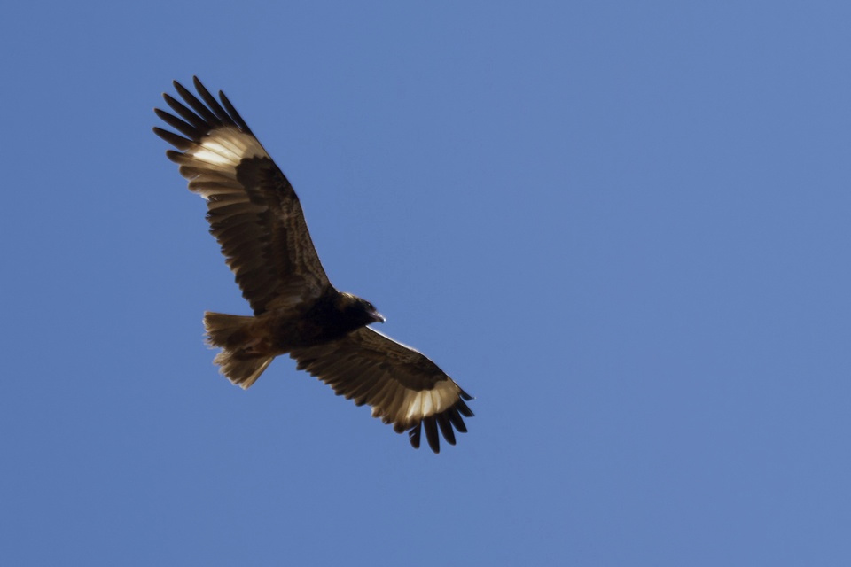 Black-breasted Buzzard (Hamirostra melanosternon)